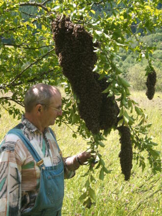 Hotel Luger - Eigene Imkerei
