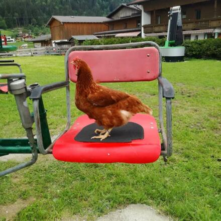 Henne am Skisessel-Karussel