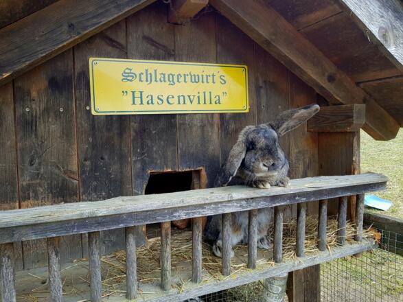 Schlagerwirt&#039;s Hasenvilla