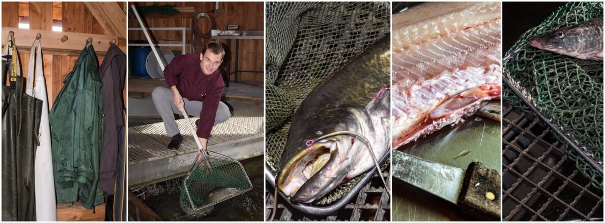 Frischer Fisch auf den Tisch