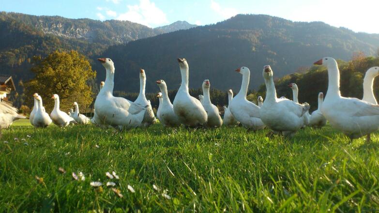 Gänse auf Wiese