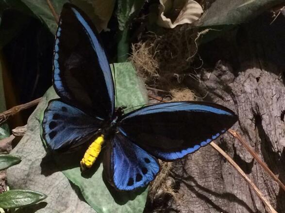 Schmetterling in seiner Pracht