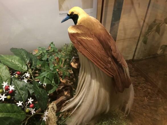 Ausstellung Exotic pur