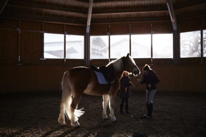Haflinger Hauserwirt Münster