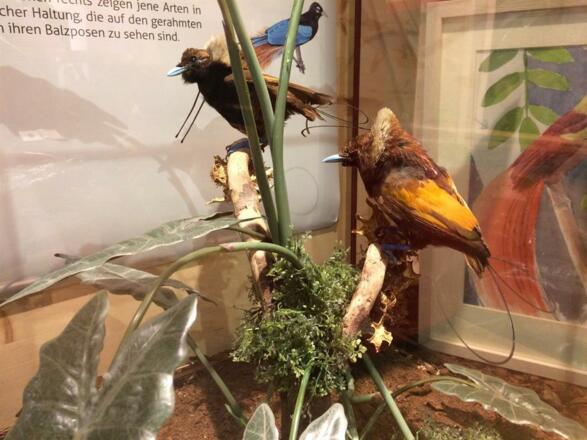 Ausstellung Exotic pur2