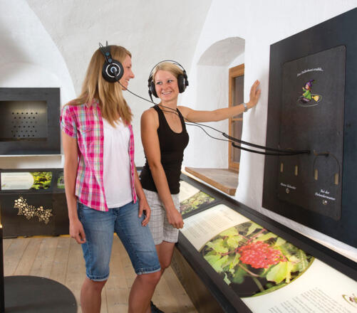 Wissenswertes rund um den Holunder - den Namensgeber Hollersbach