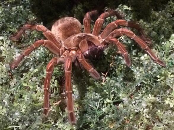 Ausstellung Exotic pur3