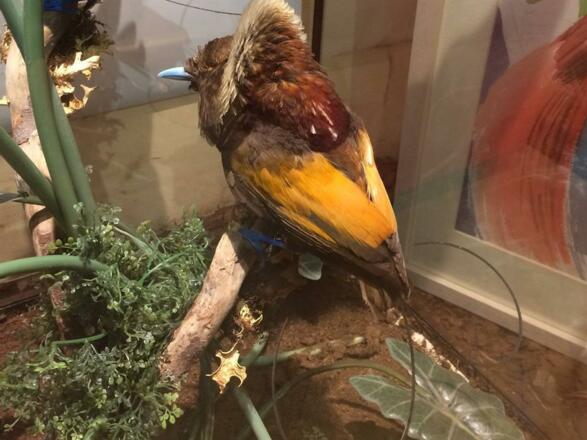 Ausstellung Exotic pur4