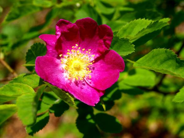 Wildrosen am Annerlsteg um 580m