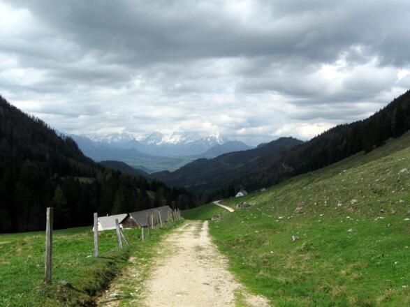 Über den breiten WIesenweg geht es wieder zurück zur Dörflmoaralm. Im Hintergrund das Warscheneckmassiv.