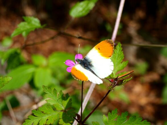 Abstieg am Annerlsteg auf 900m