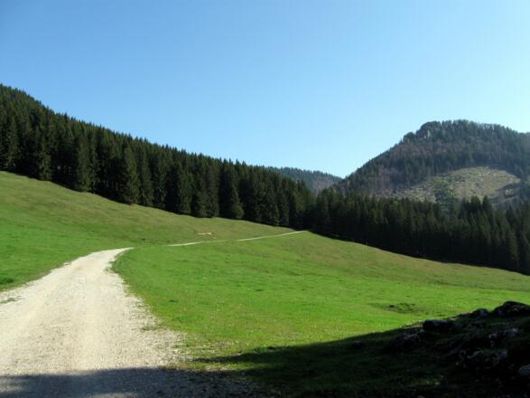 Die weiten Almflächen der Kreuzau im saftigen Frühlingsgrün.