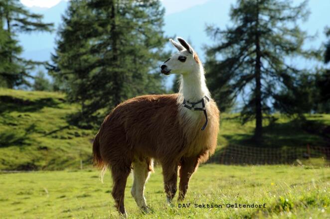 Lama auf der Weide neben der Neuen Magdeburger Hütte