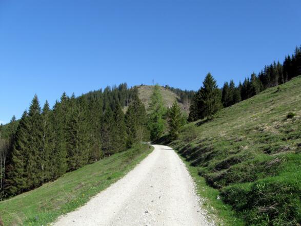 Zu Beginn der Wanderung geht es gemütlich auf einer breiten Forststraße aufwärts.