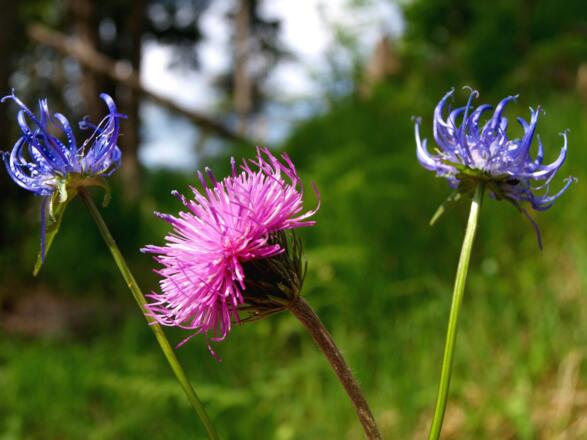 Hochschlachtsteig 630m, Teufelskrallen und Alpendiestel