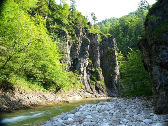 Am Triftsteig um 515m