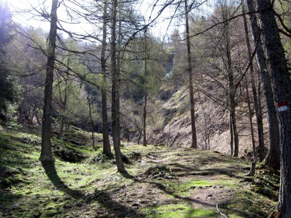 Frühlingserwachen. Schöner Pfad durch den lichten Wald.
