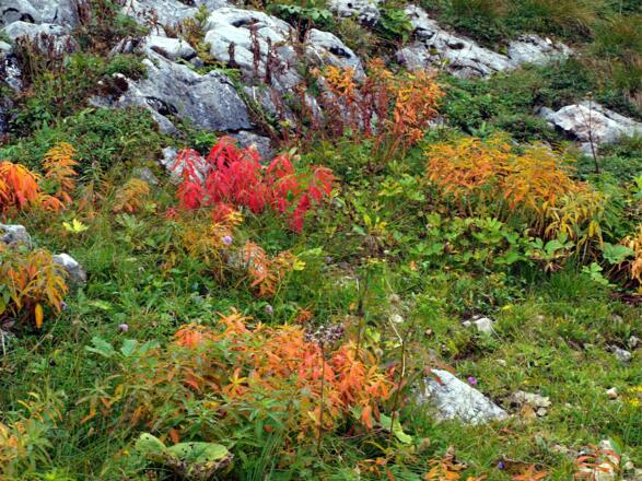 Schon herbstliche Farben, um 1700m.