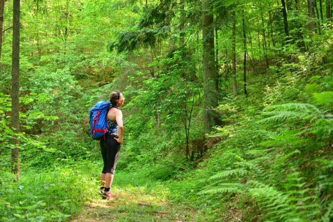 Sonnenstrahlen durchbrechen den dichten Wald