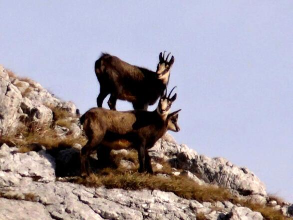 Gemsen am Brunnkogel