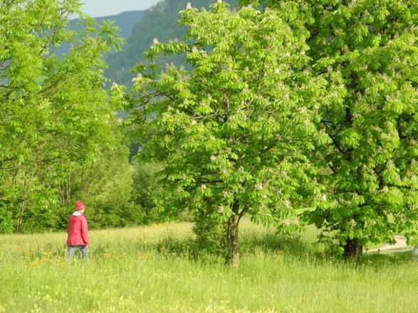 Im Frühjahr geht es durch blühende Wiesen dem Nussensee entgegen.