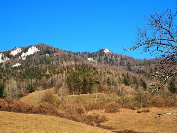 Gipfelziel vom Güterweg ~550m