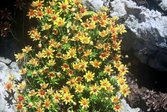 Fetthennen-Steinbrech