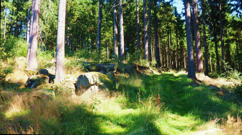 Wiesenweg, von 850 m bis 890 m zum Jagastand