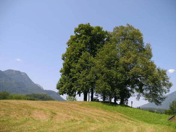 Das Naturdenkmal &quot;Baumgruppe am Sterzens Abendsitz&quot;