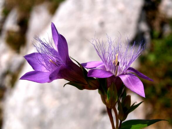 Fransen-Enziane am Anstieg zum Widerlechnerstein