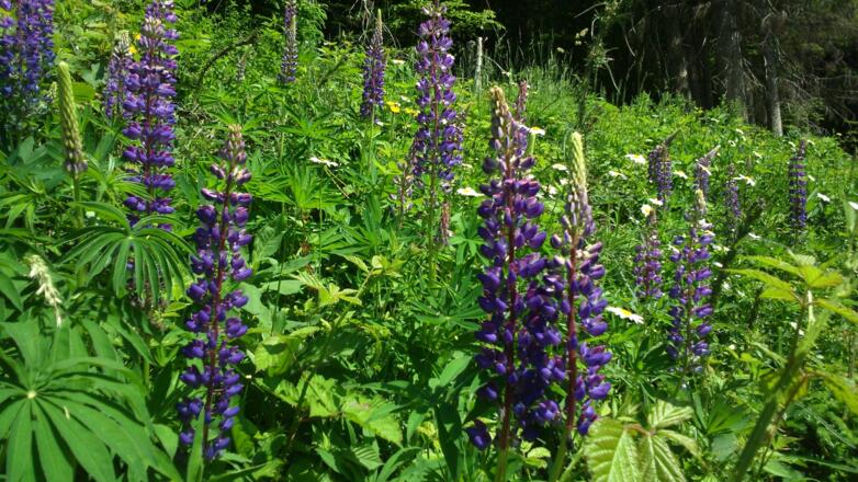 Lupinien um 700m