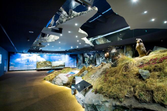 Murmeltiere und die gesamte Tierwelt