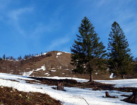 Gipfelhang Almkogel um 1200m
