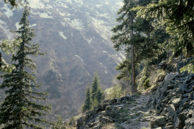 Ein kurzer Abschnitt führt durch urigen Bergwald