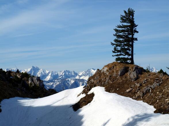 Zirbe vor der Langlackenmauer