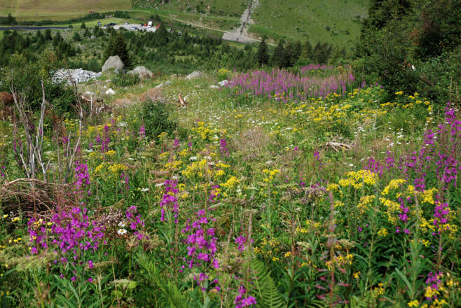 Im unteren Abschnitt des Aufstiegsweges, Rückblick zum Parkplatz