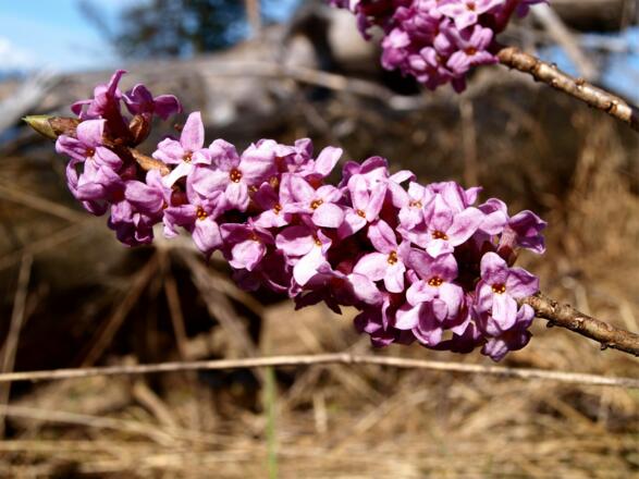 Seidelbast am Grat zum Ochsenkogel