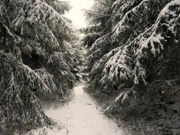 Unmarkierter Pfad 880m bis Sender 920m