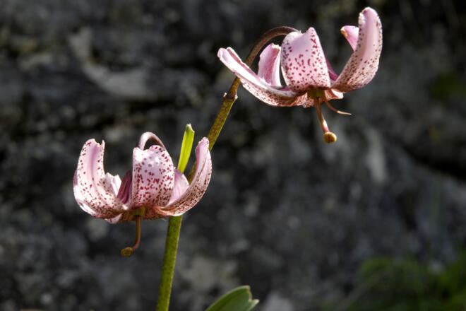 Türkenbundlilien am Aufstiegsweg im Juli