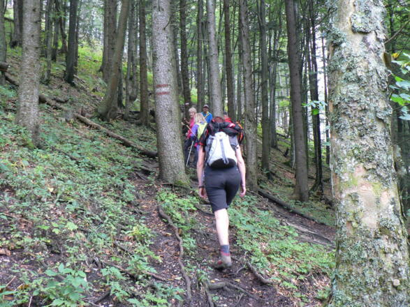 Am Weg Nr. 24 durch den Wald hinauf zum Gipfel des Hochbuchbergs