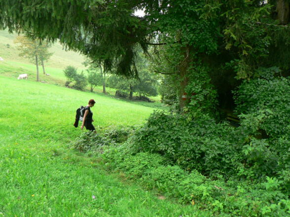 Am Ende der Wiese führt der Weg wieder in den Wald hinein