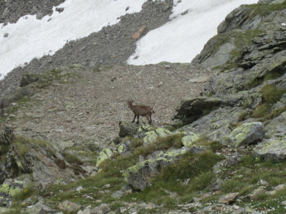 Gämse im Kar beim Abstieg