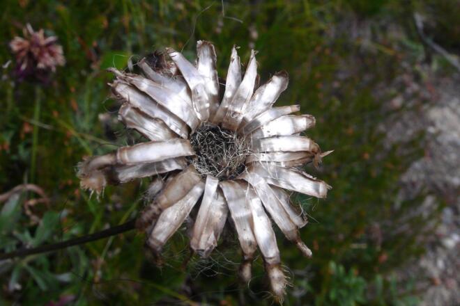 Silberdistel