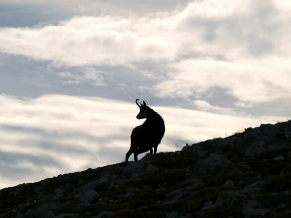Gams Nähe Pfaffenleitenkopf 2340m