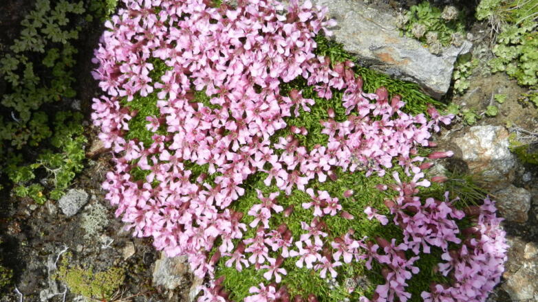 Leimkraut im Gipfelbereich