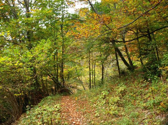 Querung Mahdegg zur Seilbahn um 1100m