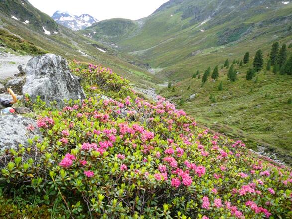Die Alpenrosen im Gleirschtal.