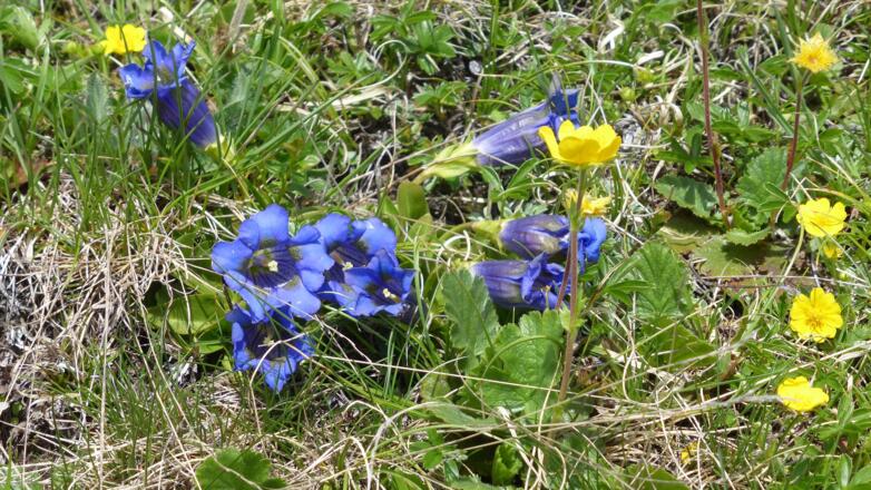 Enzian und Bergnelkenwurz