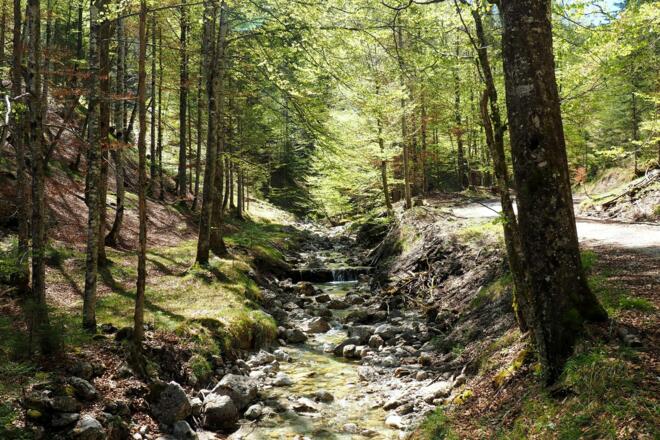 Bacherl neben der Forststraße um 760m