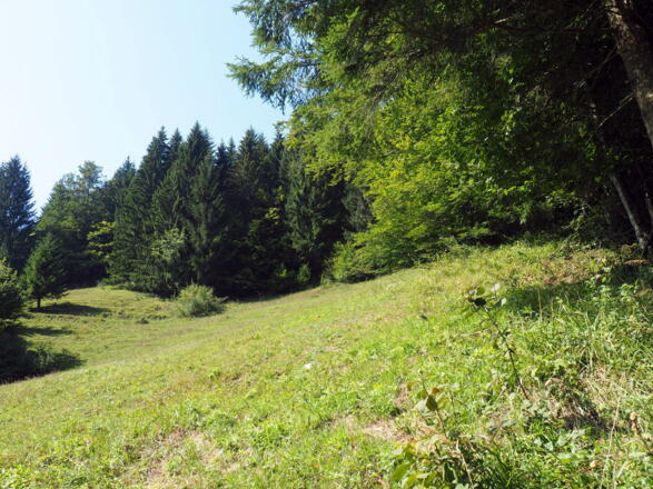 Anstieg 695 m ü. Lichtung am Waldrand (Zaun)